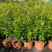 Azalka japonská (Azalea japonica) ´ORANGE BEAUTY´ - výška 30-50 cm, kont. C2L